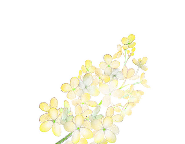 手绘花卉