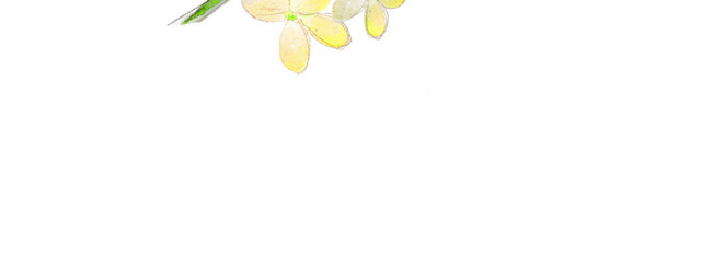 手绘花卉