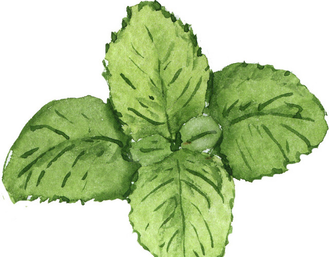 手绘 水彩四叶草