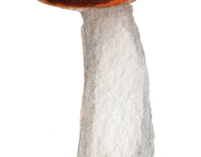 水彩蘑菇手绘