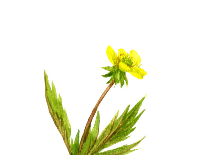 手绘水彩花卉素材