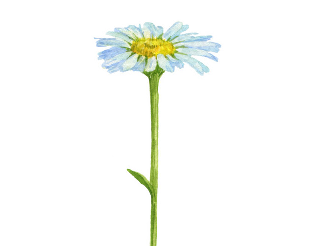 手绘水彩兰花素材
