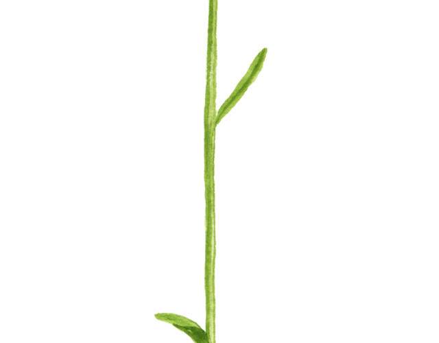 手绘水彩兰花素材