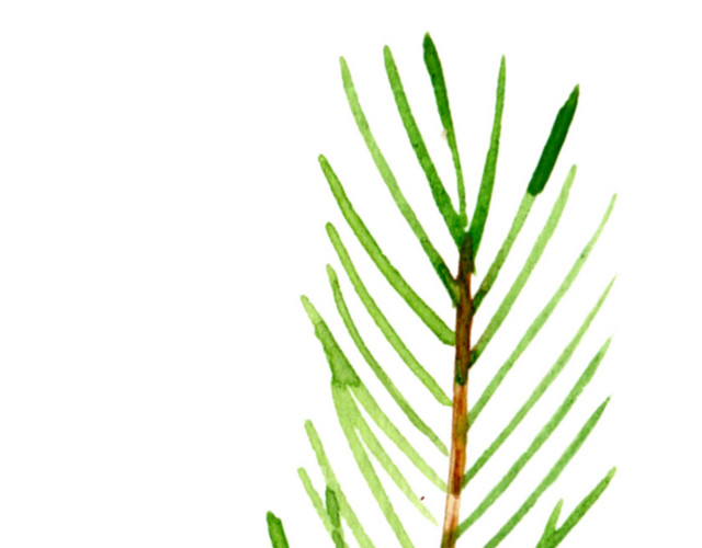 手绘水彩植物叶子素材