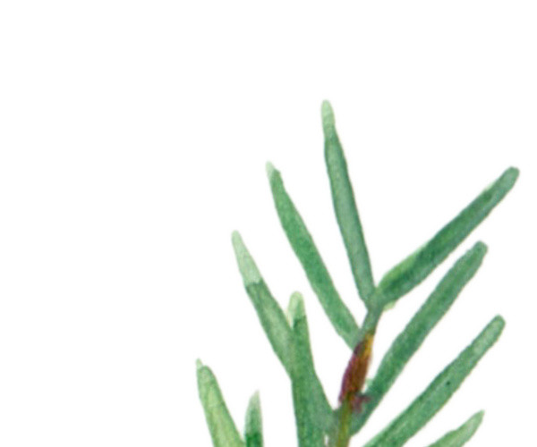 手绘水彩植物叶子素材