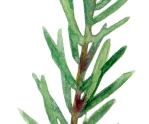 手绘水彩植物叶子素材