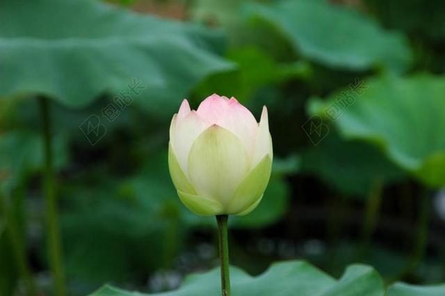 莲花 鲜花 植物