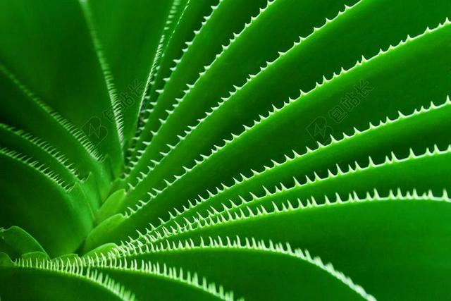 植物特写绿色的有刺叶子背景图片