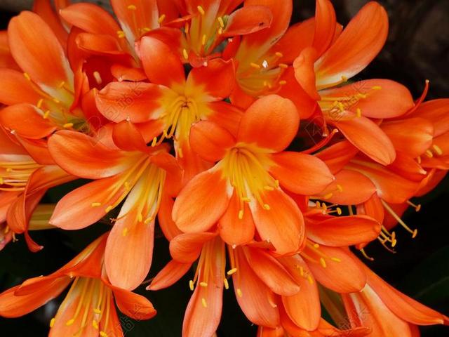 KLIVIE 花 鲜花 花朵的苞片 蕊 橙 君子兰花期 君子兰