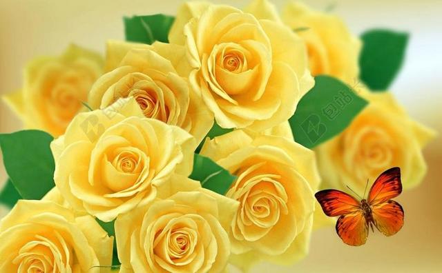 黄玫瑰 罗莎 玫瑰 性质 花卉 玫瑰布什 琳达 春 花园