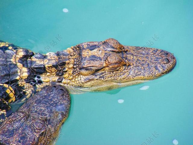 鳄鱼 爬行动物 沼泽 八优 野生动物 河 自然 GATOR