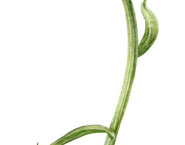 手绘水彩植物花卉素材