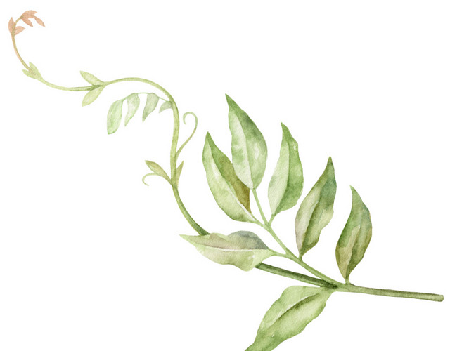 手绘水彩植物叶子素材
