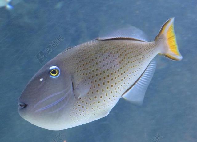 广告时尚水族馆的鱼背景图片