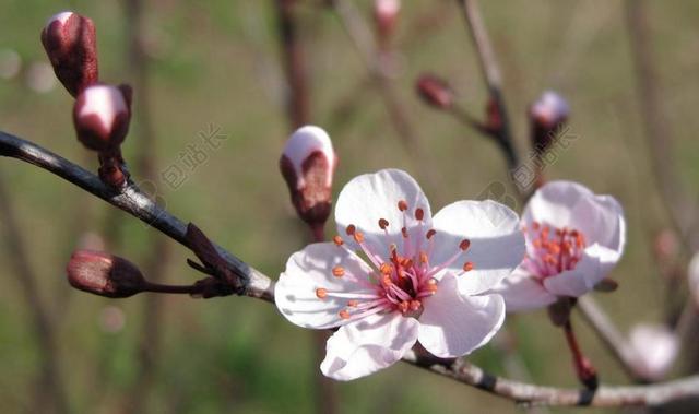 梅花 樱花 樱桃 树 春 自然 花 开花 枝杈 芽