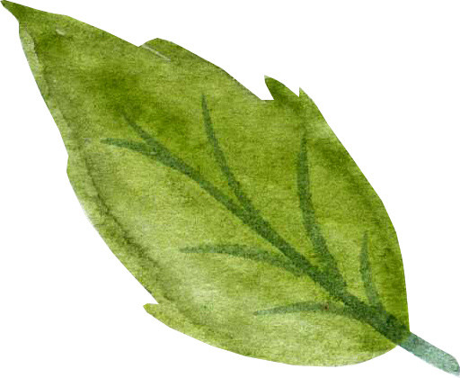 手绘水彩植物叶子素材