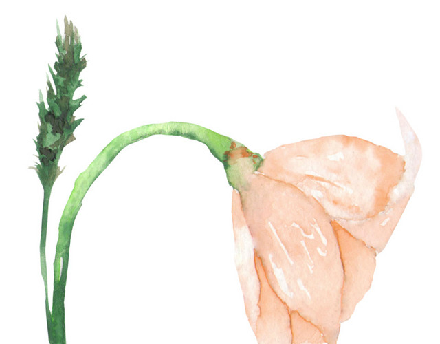 手绘唯美花朵素材