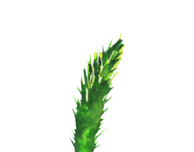 手绘唯美草素材