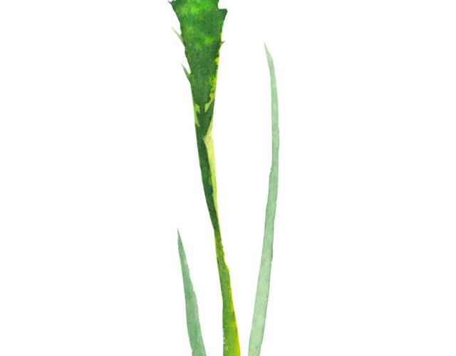 手绘唯美草素材