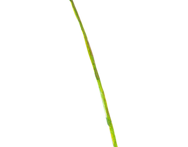 手绘唯美草素材