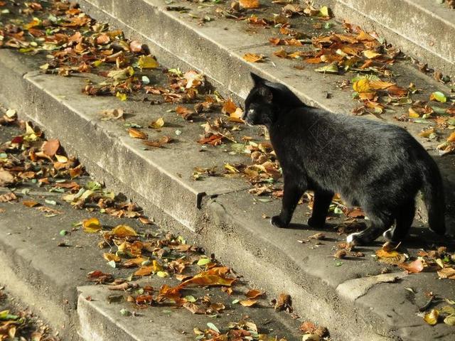 黑猫 猫咪 陷阱 叶子 秋季