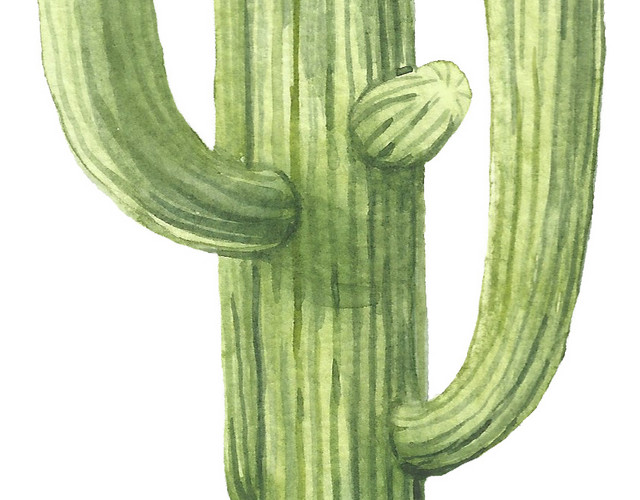 仙人掌绿色植物手绘