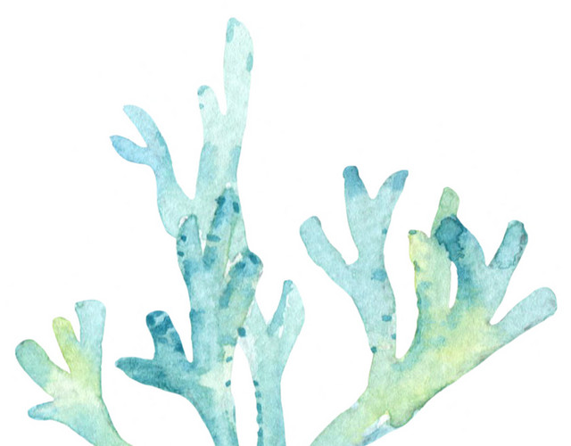 水彩海底植物