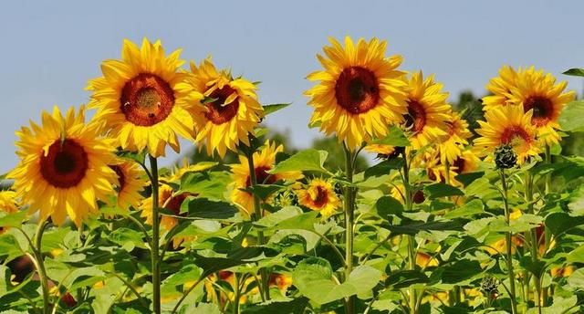 向日葵 蜜蜂 夏季 花园 开花 黄色 昆虫 性质 授粉