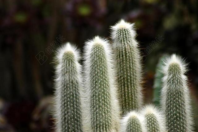 植物园 仙人掌 鲜花 多肉植物 刺