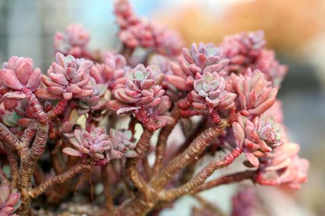 一种肉质植物 肉质 在这 仙人掌 花园 鲜花 植物 花卉园