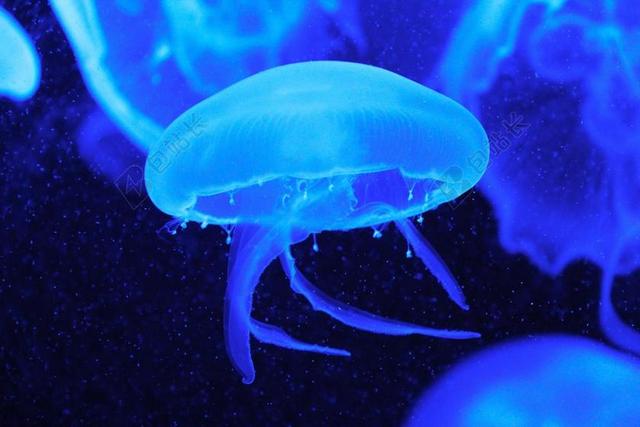 海蜇 鱼 蓝色 水族馆 美丽 迷人 新加坡 海洋 海上生活