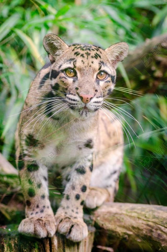 云豹 猫的 哺乳动物 野生动物 自然 寻找 肖像 肢体 树