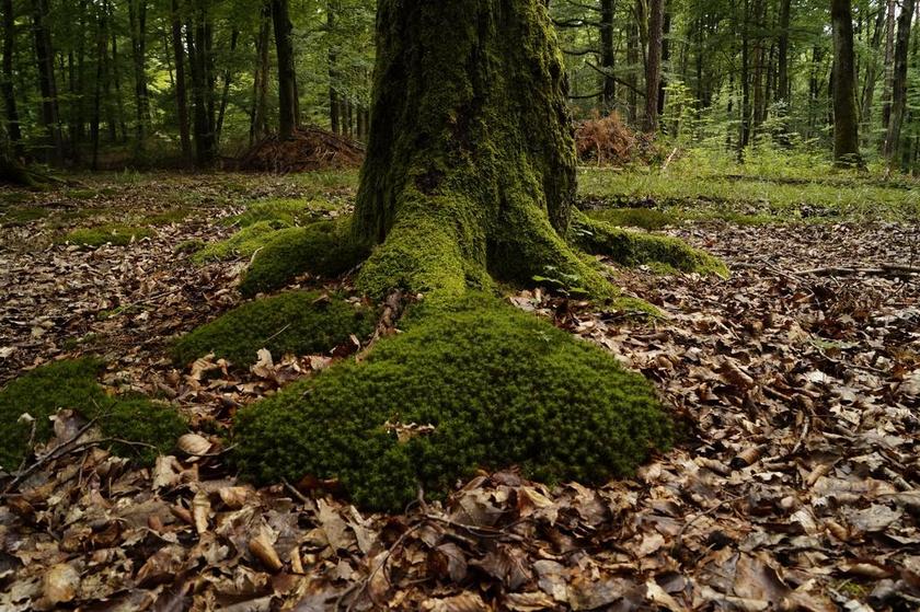 MOSS 木材 长满青苔 发育不全 森林 性质 夏季 绿色