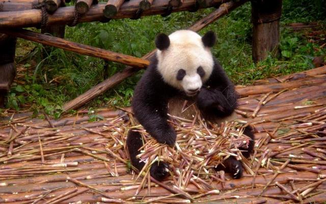 广告清新吃草的熊猫背景图片