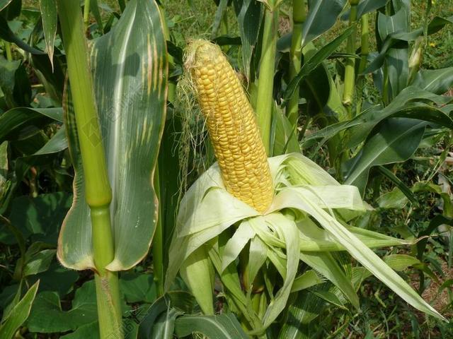 水果 花园 食品 收获 甜玉米