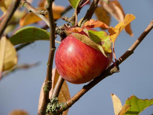 苹果 秋季 水果 成熟 收获 苹果树 树 10 月 性质
