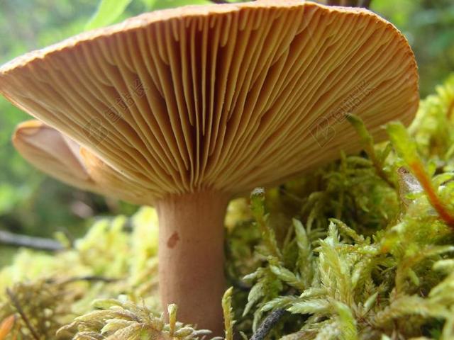 蘑菇 白 菌类 真菌 特写 关闭了 静物 野生 浅棕色