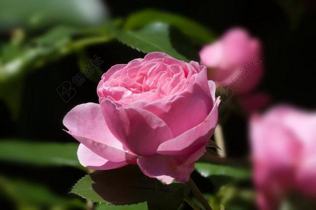 玫瑰 粉红色 粉色 绿色 花 夏季 开花 香味 美 品种
