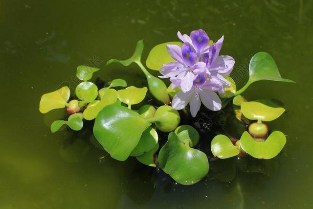 水葫芦 植物 紫色 开花 自然 花