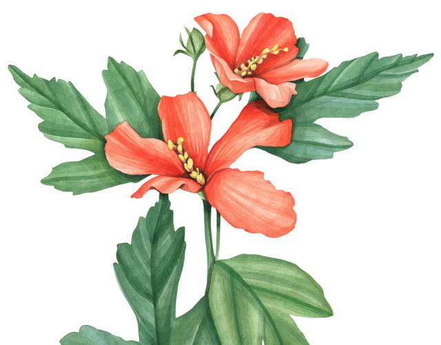 叶片和花