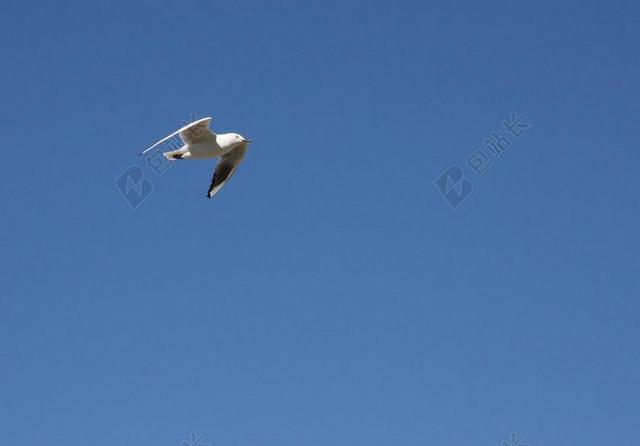 摄影天空低头的海鸥背景图片