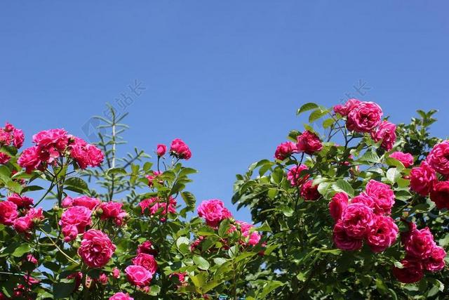 玫瑰 粉红色 天空 粉红色的玫瑰 玫瑰绽放 花 开花 玫瑰花园