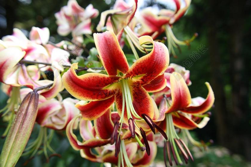 开花 花 性质 厂 百合 夏季