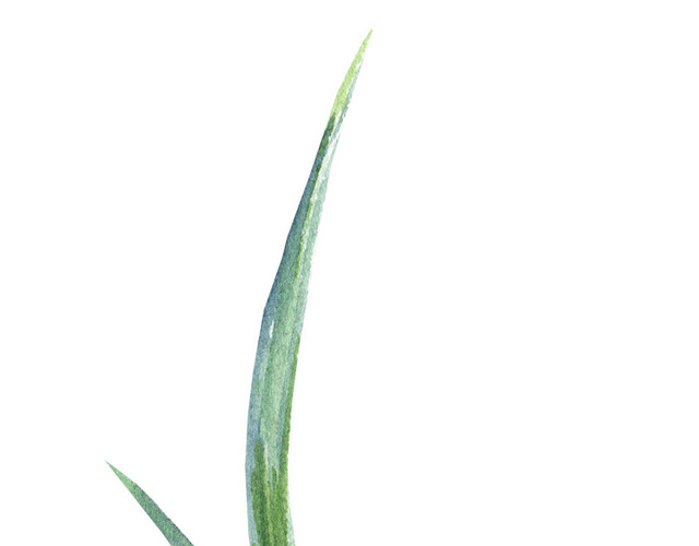 草叶