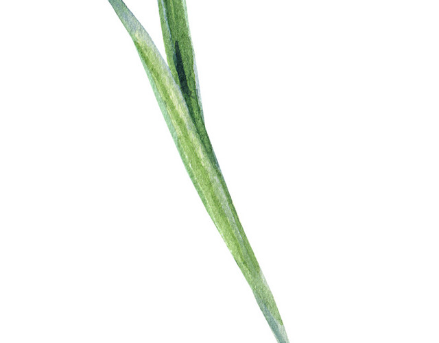 草叶