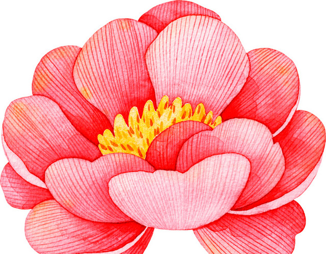 水彩花卉素材