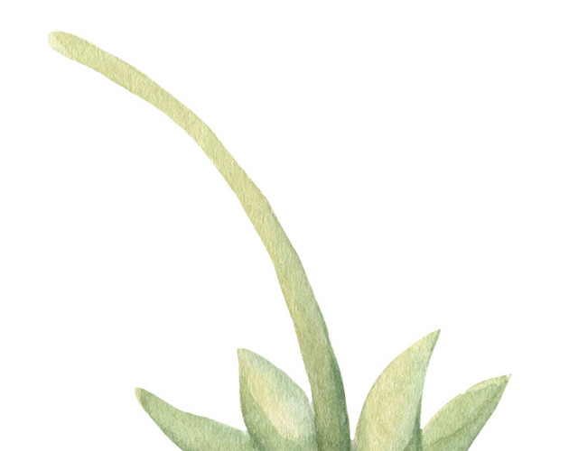 草莓素材