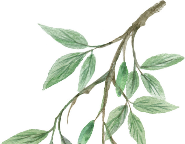 树叶素材