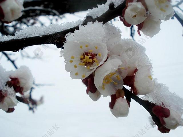 春 冬天 棵开花的树 鲜花 雪 冷