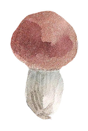 手绘蘑菇水彩矢量元素